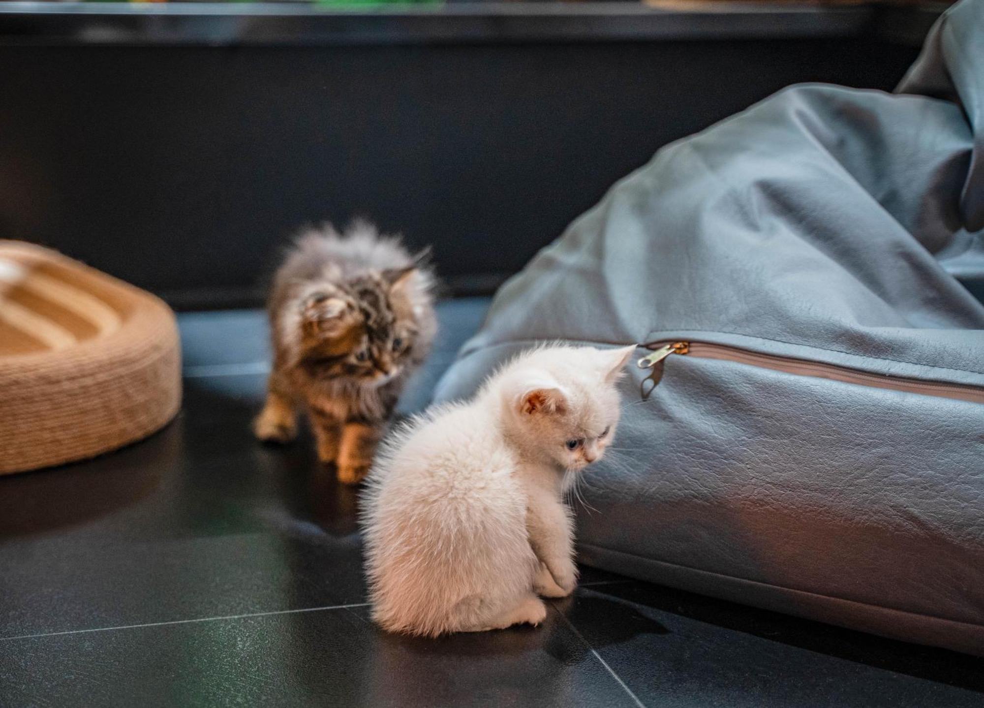 Hesu Designer Hotel & Suites -Near Xi'An Drum Tower And Yongning Gate -Free Laundry Luggage Storage -Kitty Cafe With Freshly Ground Coffee -24H Front Desk -English Service Zewnętrze zdjęcie
